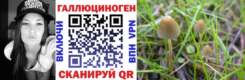 сколько стоит Кущёвская Псилоцибиновые грибы GOLDEN TEACHER